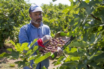 Imatge de collita de figues, ahir dimecres, en una finca d’Aitona.