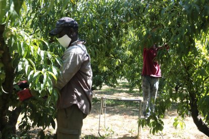 Temporers en una finca fructícola del Segrià l’estiu passat.