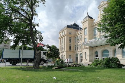 Cae una gran rama de un árbol frente a la estación de trenes