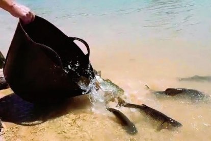 Imagen de la liberación de algunos de los peces autóctonos. 