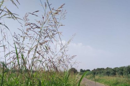 Vegetació en el marge del camí de l’Albi redueix la visibilitat.