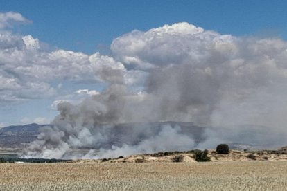 Incendi de vegetació de ribera a Almenar