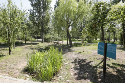 Un dels espais representats a l’Arborètum és el del bosc de ribera.