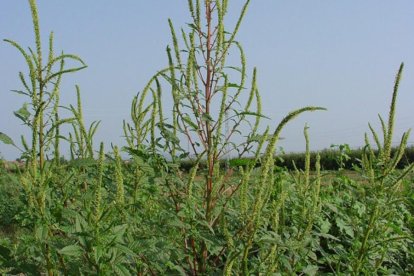 ‘Amaranthus palmeri’, planta invasora que infecta el panís.