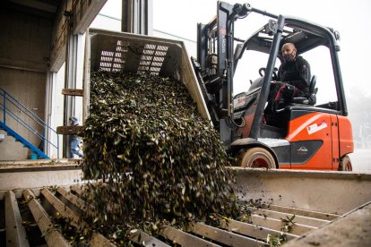 Imatge d’arxiu de l’entrada d’olives en una cooperativa per a la molta.