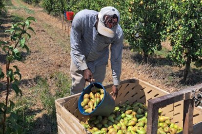 Gelades i calor van enfonsar l’estiu passat la producció de fruita de llavor a Lleida.