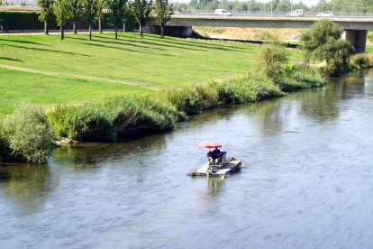 Un vehículo anfibio retirando a principios de junio algas del río Segre que sirven de refugio para las larvas de mosquitos y la mosca negra. 