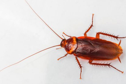 Una cucaracha.