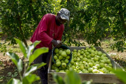 El preu d’aquestes pomes recollides a l’estiu no cobreix ara els costos de producció.