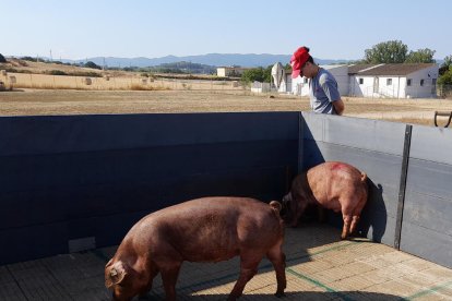 L’intestí de porcs pot donar claus als investigadors.