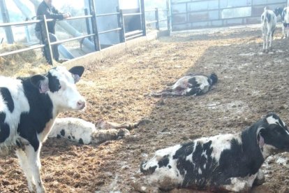 Ana Aragonés con algunos de los terneros muertos tras los ataques de los perros.