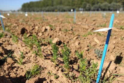 Experiments en camp per adaptar l'agricultura a un futur més sec