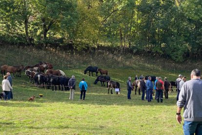 El bestiar equí és un dels que van tenir més presència a la fira de Salardú, a Naut Aran.