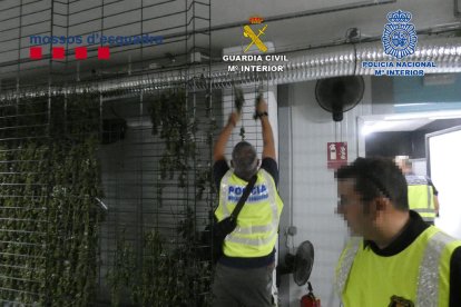 Agents dels Mossos d’Esquadra desmantellen les instal·lacions en les quals operava la banda.