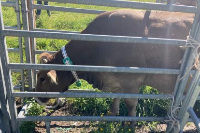 Imagen de archivo de una vaca con un collar GPS.