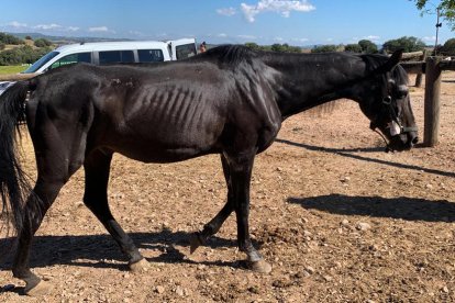 Imagen del estado que presentaba uno de los caballos. 