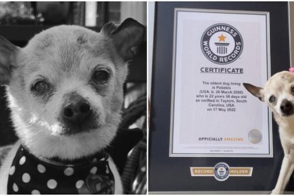 Pebbles, con su certificado Guinness