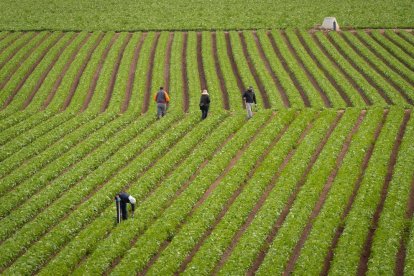 Las lechugas contienen sustancias tóxicas de neumáticos, según un estudio