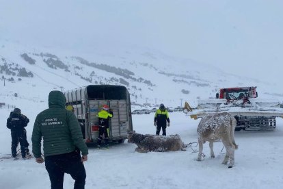 Agents de Miei Ambient d'Aran rescaten vaques a Beret i Varradòs