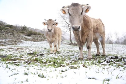 Vacas pastando en un prado de Àreu, en la Vall Ferrera, donde las temperaturas marcaron 0 grados.