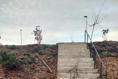 Estat en el qual va quedar un dels arbres del parc.