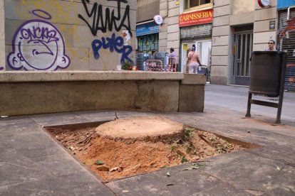 El lugar donde había la palmera que, al caer, mató a una joven de 20 años en Barcelona.