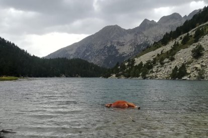 El toro antes de ser retirado del agua del Estany Llong.