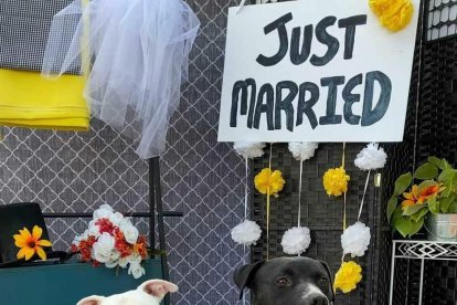 Fotografia de setembre del 2021 cedida per Daniel Dusty Porter on s'aprecia dos gossos mentre posen al costat del cartell de 'Noucasats' durant una festa d'intent oficial de trencar el rècord de casament massiu de gossos celebrat en Villa Park, Illinois (EUA)