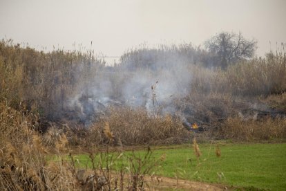 El incendio de vegetación en la avenida de Fontanet de Lleida. 