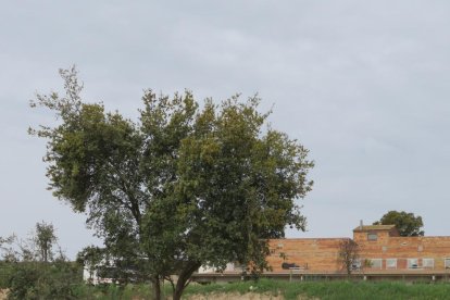 Rampa per evitar que s’hi ofegui la fauna dins de les obres de modernització a Penelles.