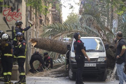 Un vecino advirtió del peligro de la palmera caída en el Raval