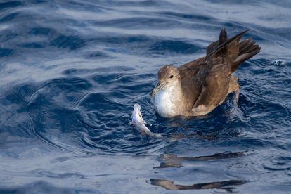 El Mediterráneo, entre las zonas de más riesgo por plásticos para las aves marinas amenazadas