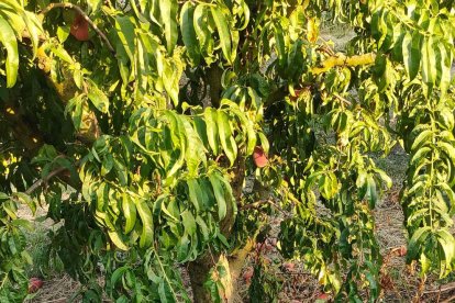 Fruita tirada en una finca afectada per la mosca abans de la seua destrucció per evitar que es propagui.