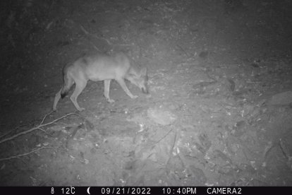 Fotografia de l'exemplar del llop localitzat al Paratge Natural de l'Albera.