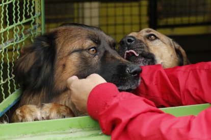 El 20 % dels gossos recollits per protectores cada any queden sense adopció