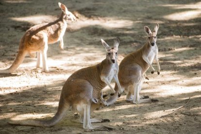 Un canguro mata a un hombre en Australia por primera vez en 86 años