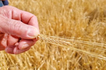 Una espiga de cereal afectada por la sequía y las altas temperaturas en una finca de los Plans de Sió.