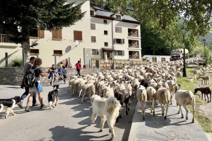 Una ramada acompanyada dels pastors travessant Tavascan, direcció de la muntanya on passaran l'estiu