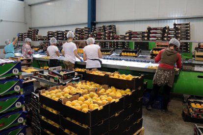 Foto de archivo de varias trabajadoras embalando melocotones en una cooperativa agraria.