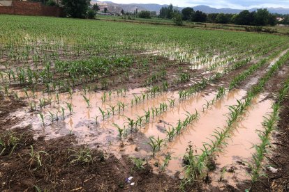 Camps negats a Balaguer arran de les intenses precipitacions d'ahir