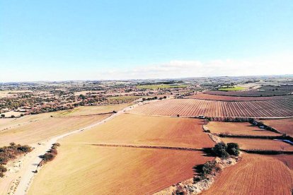 La zona agrícola de Verdú afectada per les destrosses de la plaga de conills.