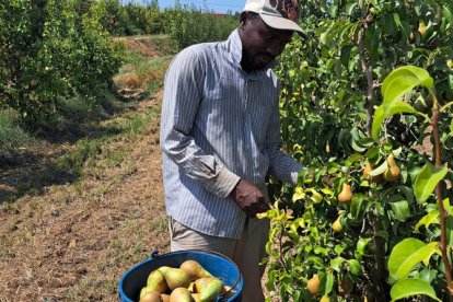 La recollida de la pera conference va començar ahir en aquesta finca de l’Horta de Lleida.