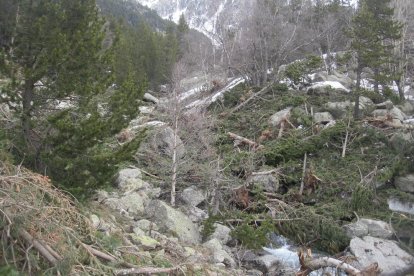 Els arbres caiguts i la neu tot just deixen veure el curs del riu Sant Nicolau a sota.