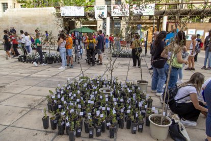 Algunos de los árboles pequeños, ayer en la plaza Sant Joan.