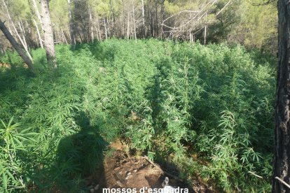 Los Mossos hallaron más de 3.000 plantas de gran envergadura. 