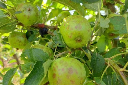 Pomes malmeses per la pedra a Alguaire.