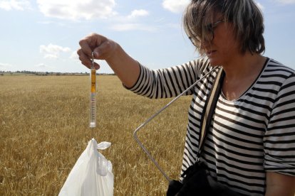 Una pèrit d'Agroseguro pesant cereal afectat per la sequera en una finca de Granyena de Segarra.