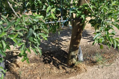 Una finca de fruiters al Pla d’Urgell que rega d’un pou de la mateixa explotació.