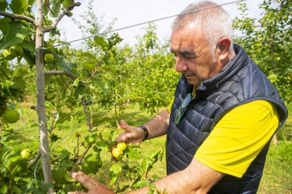 Pere Roqué mostra danys patits per la tempesta en peres a Alguaire, clarament visibles.