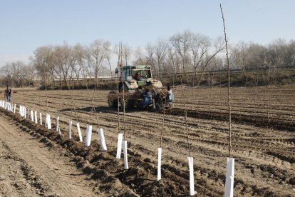 Torres de Segre és una de les poblacions en les quals s’estan fent plantacions de milers de pomeres i pereres